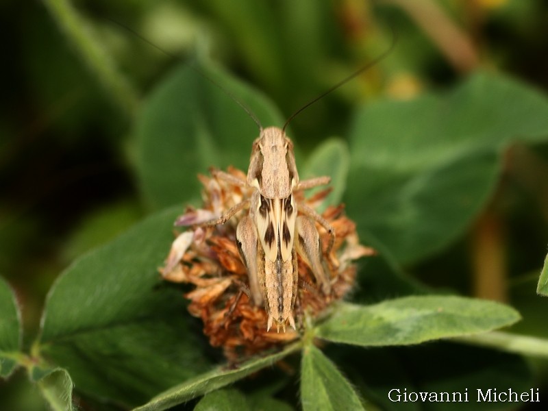 Tettigoniidae: Platycleis sp., ninfa maschio.